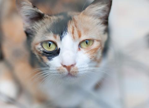 Hipertiroidismo en los gatos, síntomas y tratamiento