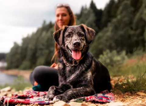 Excursión con tu perro