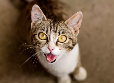 Tu gato maúlla demasiado, ¿a qué se debe y qué hacer?