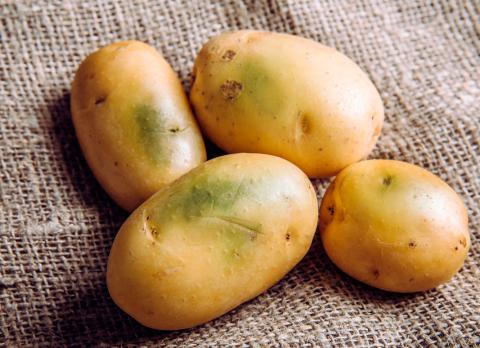 Solanina en las patatas: cómo evitar su formación