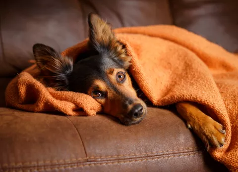 Perro contagiado de parvovirosis