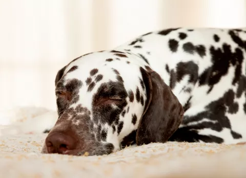 Problemas hepáticos en perros