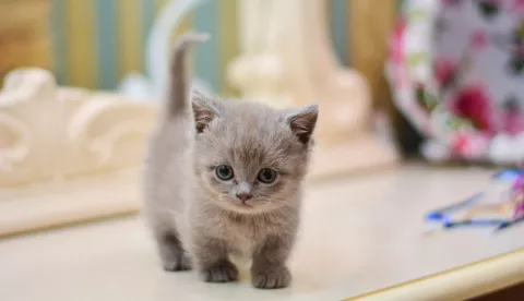 Cachorro de gato munchkin