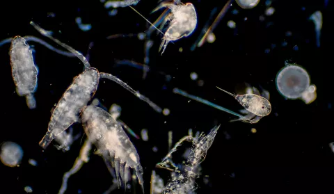 Plancton al microscopio flotando en el agua