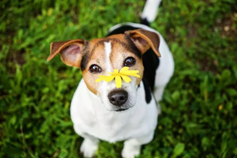 Fiebre del heno en perros y mascotas Perro Jack Russell Terrier con una flor amarilla en el hocico