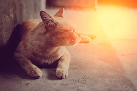 Gato en la calle mirando hacia el sol