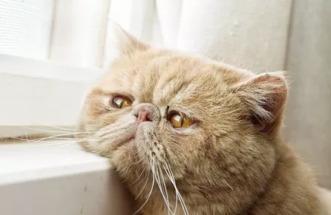Gato con signos de demencia y mirada triste apoyado en la ventana