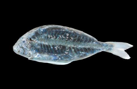 Radiografía de pescado contagiado por anisakis