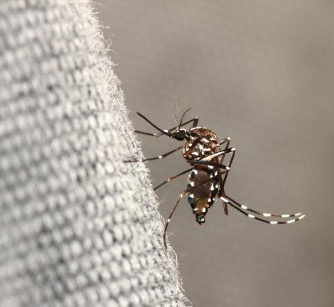 Mosquito transmisor del chikungunya