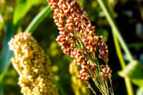 Planta de la quinoa