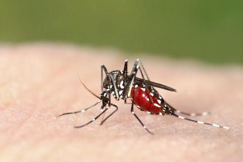Mosquito hembra que transmite la malaria