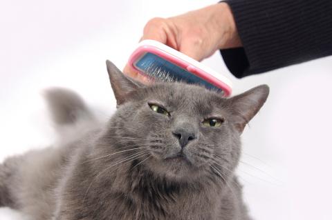 Un hombre cepilla a su gato para eliminar el exceso de pelo