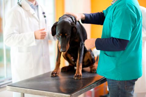 Un veterinario examina a un perro con cáncer