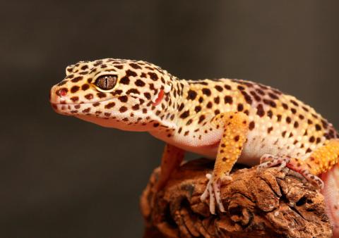 Gecko leopardo, características y comportamiento mascota