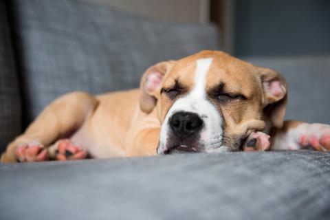 Perro con diabetes durmiendo sobre un sofá