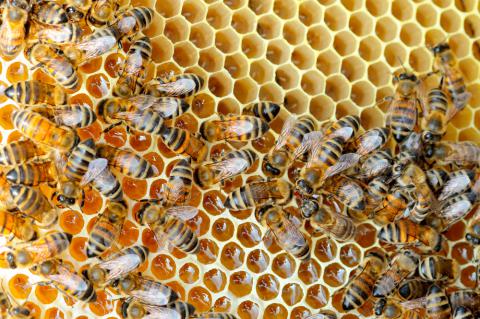 La jalea real: el secreto de la abeja reina