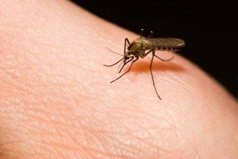 Mosquito de la malaria sobre la piel de una persona