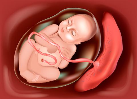 La placenta, qué es, cómo se forma y dónde se ubica