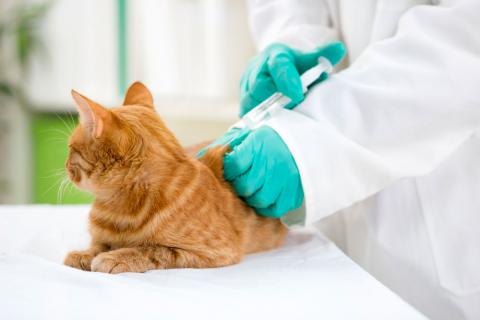Vacunación de los gatos de qué enfermedades le