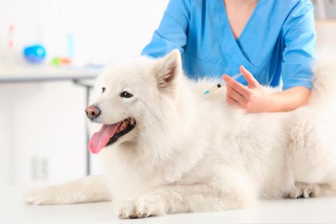 Vacunación de los perros domésticos