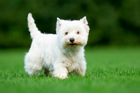 West Highland white terrier (westie) 