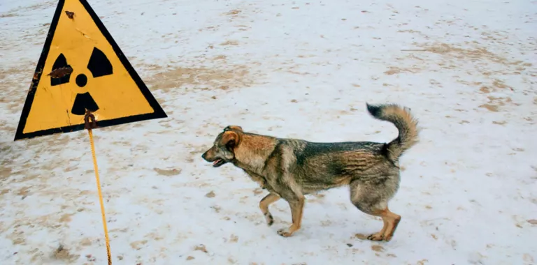 Perro callejero en Chernobyl