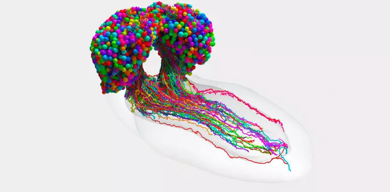 mapa del cerebro completo de un insecto 
