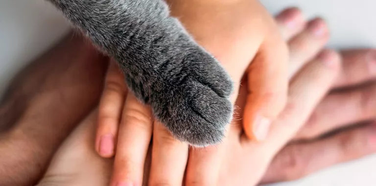Manos de una familia junto a la pezuña de su gato en señal de unión