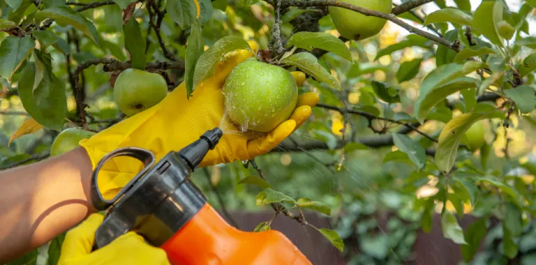 Agricultor fumigando un árbol frutal