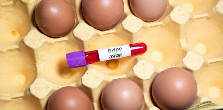 Cartón de huevos abiertos con un vial de sangre infectada de gripe aviar