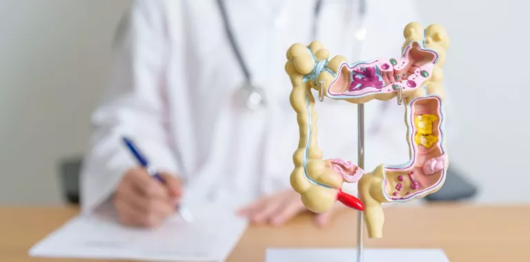 Doctor escribe tras un modelo de anatomía de colon humano