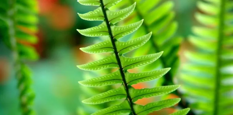 Helecho Polypodium leucotomos con propiedades fotoprotectoras