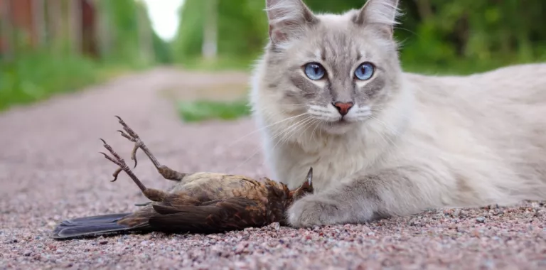 Un gato tumbado al aire libre junto a un pájaro que ha cazado
