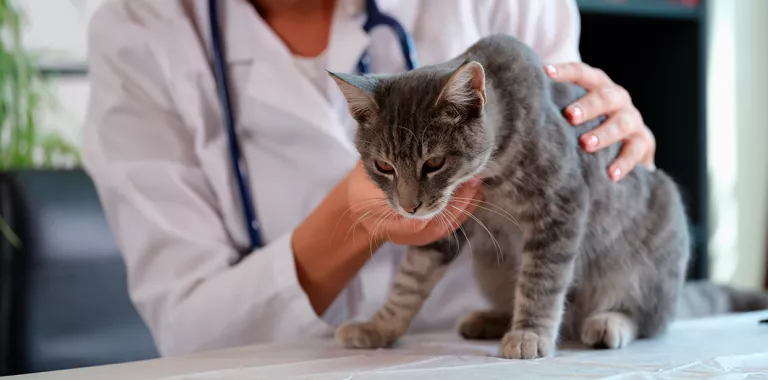 Veterinaria sujeta a un gato