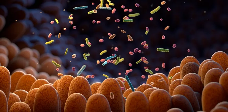 Bacterias intestinales. Microbioma.