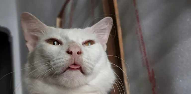 Primer plano de un gato blanco con la lengua un poco fuera