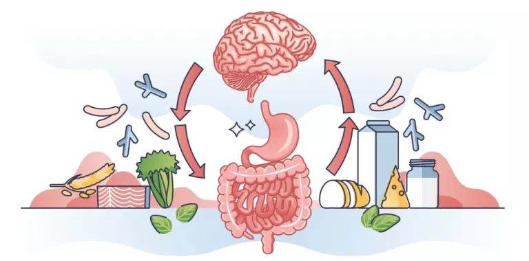 Ilustración que muestra la relación bidireccional entre el intestino y el cerebro y la influencia de los alimentos