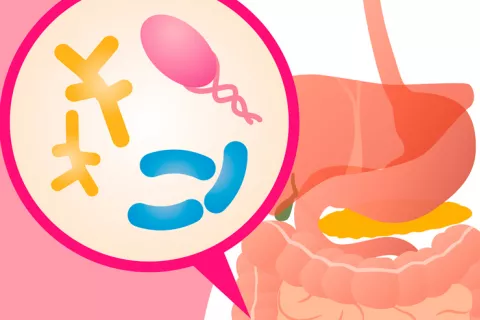 La listeriosis podría prevenirse con bacterias intestinales