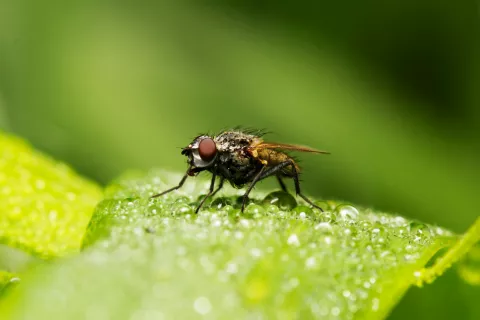 Consiguen curar heridas crónicas de pacientes diabéticos utilizando larvas de mo Mosca común