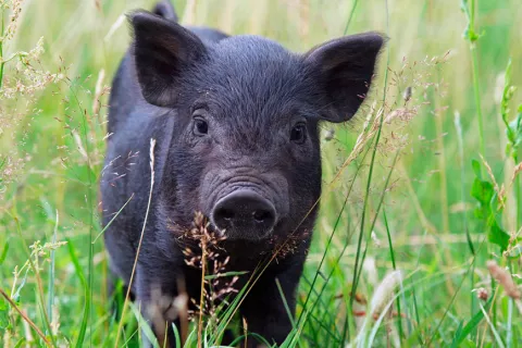 El Cerdo Vietnamita Y La Piton Real Dejar De Ser Consideradas Mascotas