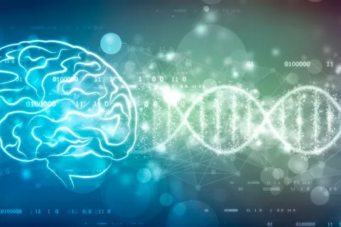 Identifican cambios cerebrales asociados a la gravedad del autismo Concepto de autismo y cambios cerebrales