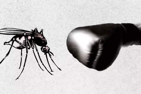 La OMS certifica que Argentina y Argelia han erradicado la malaria Erradicación de la malaria