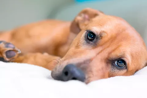 Asocian la hipermovilidad articular de los perros a mayor angustia Perro con angustia