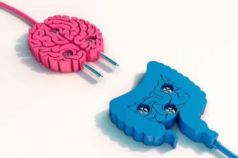 Demuestran la conexión intestino-cerebro en el origen del párkinson Conexión intestino cerebro como origen del párkinson