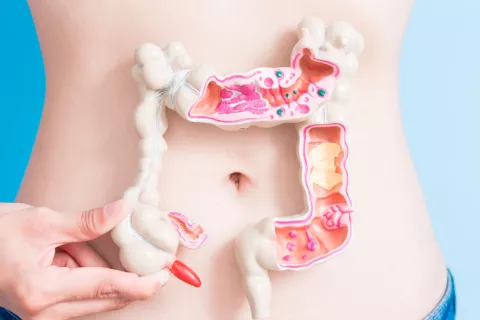 Una flora intestinal sana y equilibrada aumenta la esperanza de vida Microbiota intestinal