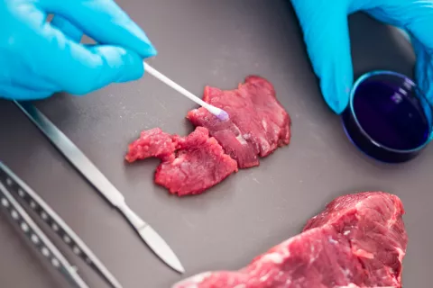 Análisis químico de un trozo carne en un laboratório