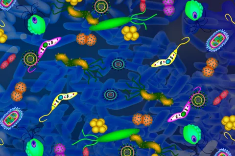La microbiota intestinal influye en los niveles de glucosa en sangre Flora bacteriana