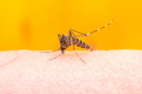 Las mutaciones en una proteína vuelven resistente al virus del dengue Mosquito transmisor del dengue