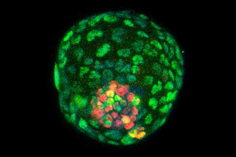 Un embrión sintético permitirá estudiar la gestación y crear órganos