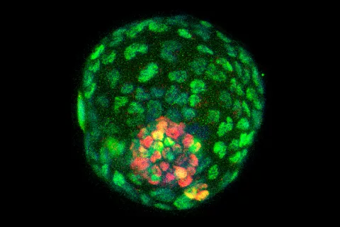 Un embrión sintético permitirá estudiar la gestación y crear órganos